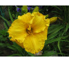 Лілейник, гемерокаліс Білл Норріс (HEMEROCALLIS  Bill Norris)